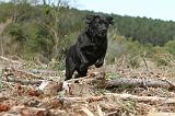 LABRADOR 147